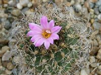 Turbinicarpus pseudomacrochele ssp. lausseri (sphacelatus) ©JLcoll.4427.JPG